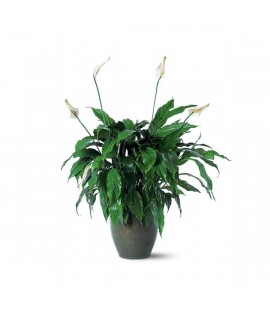 Le plant de Spathiphyllum